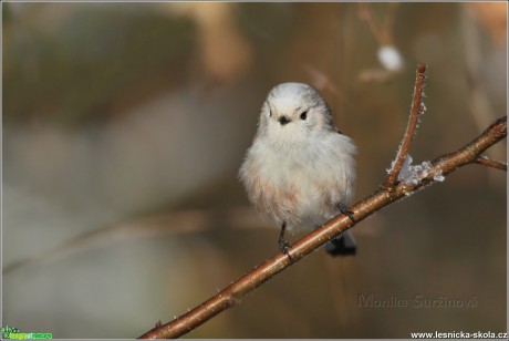 Mlynařík dlouhoocasý - Aegithalos caudatus - Foto Monika Suržinová 0317