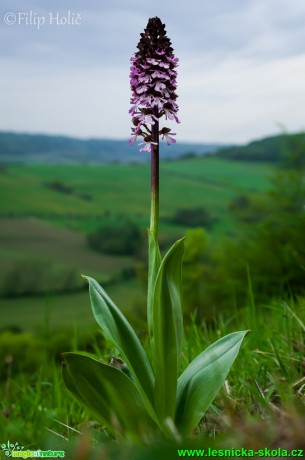 Vstavač nachový - Orchis purpurea - Foto Filip Holič (1)