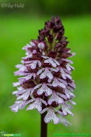 Vstavač nachový - Orchis purpurea - Foto Filip Holič