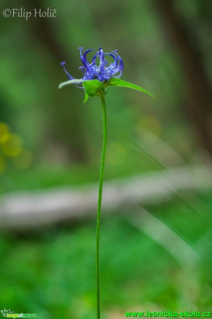 Zvonečník polokulovitý - Phyteuma hemisphaericum - Foto Filip Holič