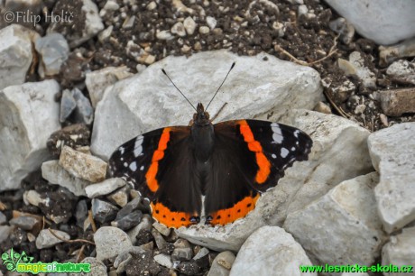 Babočka admirál - Vanessa atalanta - Foto Filip Holič