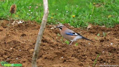 Sojka obecná - Garrulus glandarius - Foto Pavel Balazka 0417