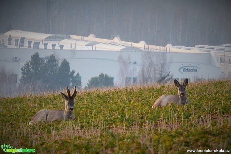 Odpočinek - Foto Lída Burešová 0417