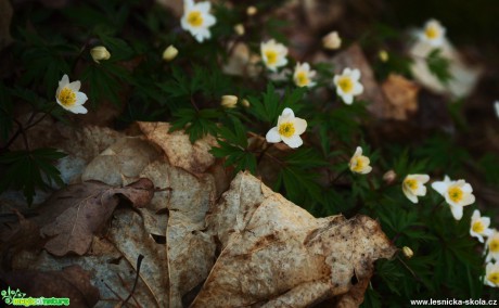 Starý a nový život - Foto Lída Burešová 0417