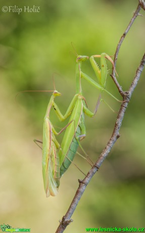 Kudlanka nábožná - Mantis religiosa -  Foto Filip Holič
