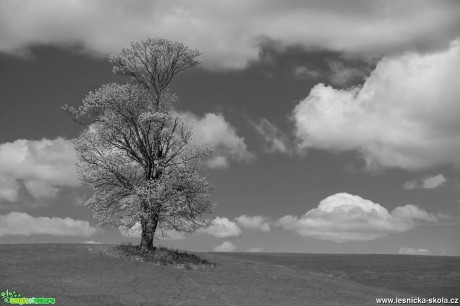 Osamělý strom - Foto Petr Germanič 0417