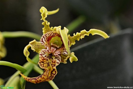 Květy orchidejí - Foto Marie Vykydalová 0317 (1)