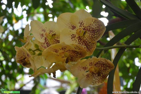 Květy orchidejí - Foto Marie Vykydalová 0317 (2)