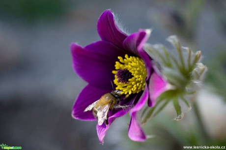 Lákavý jarní nektar - Foto Marie Vykydalová 0417 (1)