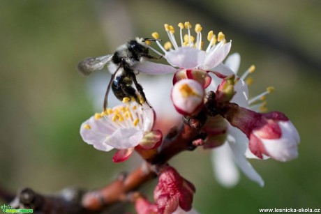 Lákavý jarní nektar - Foto Marie Vykydalová 0417 (3)