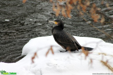 Kormorán - Foto František Novotný 0417 (3)