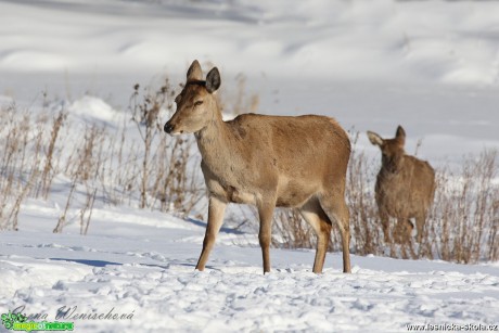 Jelení zvěř v zimě - Foto Irena Wenischová 0417 (2)