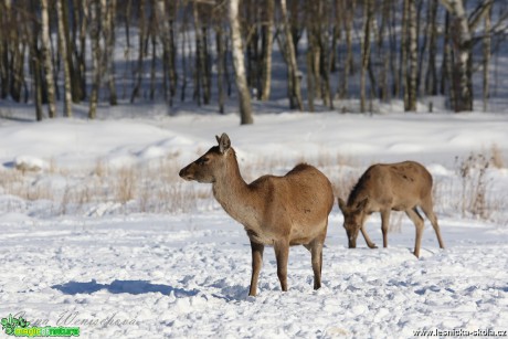 Jelení zvěř v zimě - Foto Irena Wenischová 0417 (4)