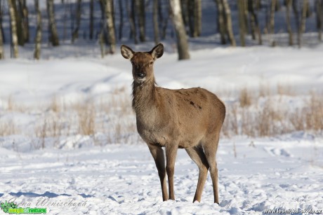 Jelení zvěř v zimě - Foto Irena Wenischová 0417 (9)