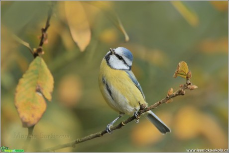 Sýkora modřinka - Cyanistes caeruleus - Foto Monika Suržinová 0417 (1)