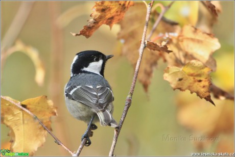 Sýkora uhelníček - Periparus ater - Foto Monika Suržinová 0417 (1)