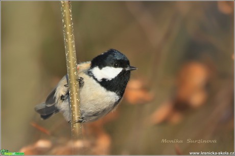 Sýkora uhelníček - Periparus ater - Foto Monika Suržinová 0417 (4)