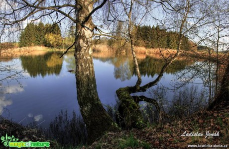 Břízy na břehu - Foto Ladislav Jonák 0417