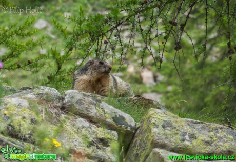 Svišť horský - Marmota marmota - Foto Filip Holič