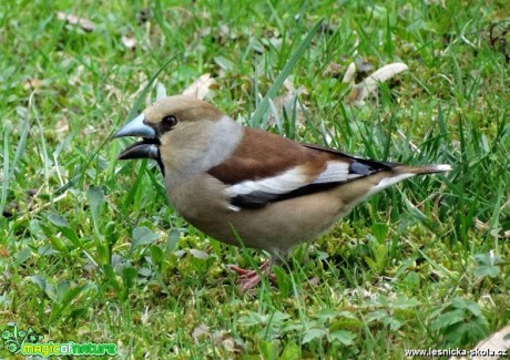 Dlask tlustozobý - Coccothraustes coccothraustes - Foto MIloslav Míšek 0517