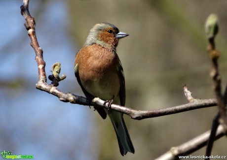 Pěnkava obecná - Fringilla coelebs - Foto Miloslav Míšek 0517