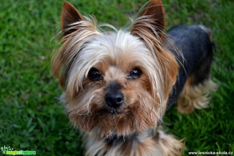 Yorkshire terrier - Foto Andrea Horová 0517