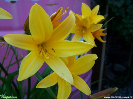 Liliové květy - Foto Andrea Horová 0517 (1)