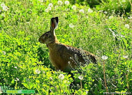 Zajíc polní - Lepus europaeus - Foto Pavel Balazka 0517