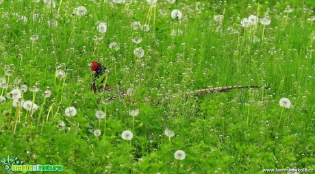 Bažant ukrytý v trávě - Foto Pavel Balazka 0517
