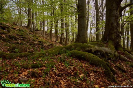 V začarovaném lese - Foto Petr Germanič 0517