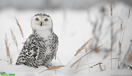 Sovice sněžní - Bubo scandiacus - Foto Lukáš Zahrádka 0517 (1)