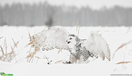 Sovice sněžní - Bubo scandiacus - Foto Lukáš Zahrádka 0517 (4)