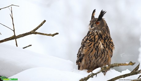 Výr velký - Bubo bubo - Foto Lukáš Zahrádka 0517 (2)