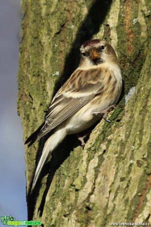 Čečetka tmavá - Carduelis cabaret - Foto Irena Wenischová 0517 (4)