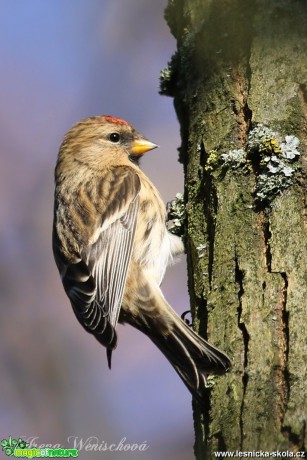 Čečetka tmavá - Carduelis cabaret - Foto Irena Wenischová 0517 (5)