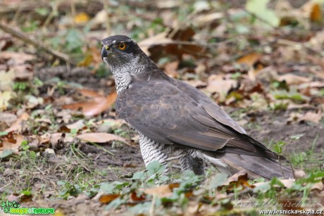 Jestřáb lesní - Accipiter gentilis - Foto Irena Wenischová 0517 (3)