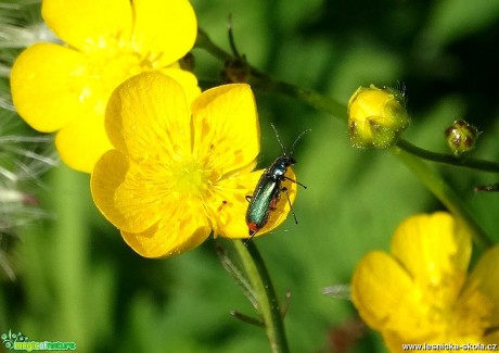 Pestrý a bohatý svět hmyzu - Foto Miloslav Míšek 0517 (8)