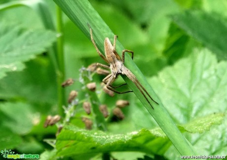 Pestrý a bohatý svět hmyzu - Foto Miloslav Míšek 0517 (10)