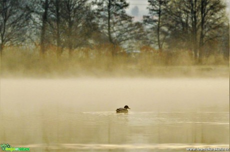 Na vodě v oparu - Foto Dušan Sedláček 0517