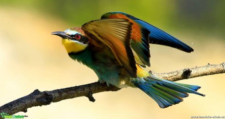 Vlha pestrá - Metopa apiaster - Foto Pavel Balazka 0617