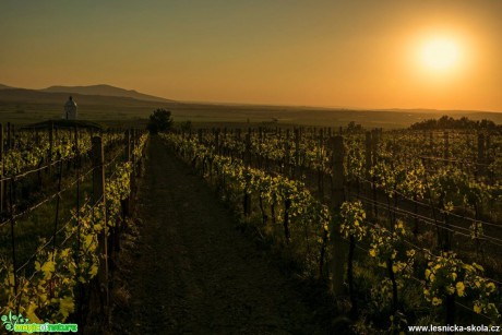 Soumrak nad vinicemi - Foto Petr Germanič 0617