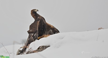 Zimní focení dravců - Foto Lukáš Zahrádka 0617 (1)