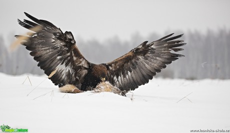 Zimní focení dravců - Foto Lukáš Zahrádka 0617 (2)