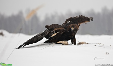 Zimní focení dravců - Foto Lukáš Zahrádka 0617 (3)