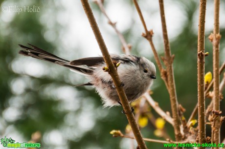 Mlynařík dlouhoocasý - Aegithalos caudatus - Foto Filip Holič