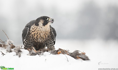 Zimní focení dravců - Foto Lukáš Zahrádka 0617 (8)