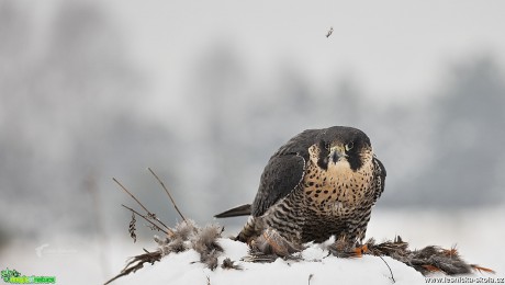 Zimní focení dravců - Foto Lukáš Zahrádka 0617 (9)