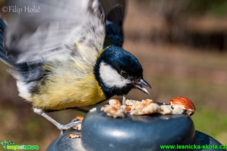 Sýkora koňadra - Parus major - Foto Filip Holič