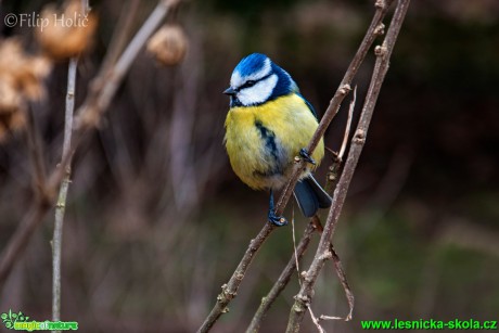 Sýkora modřinka - Cyanistes caeruleus - Foto Filip Holič