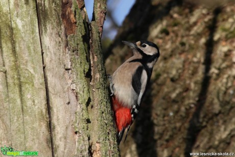 Strakapoud velký - Dendrocopos major - Foto Irena Wenischová 0617